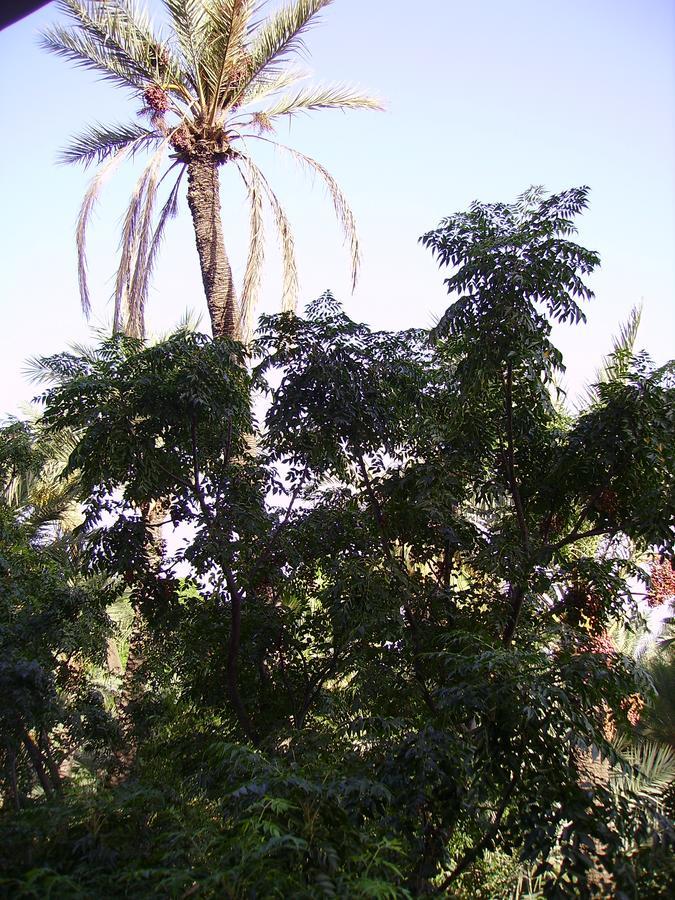 Appart Avec Vue Jardin/Majorelle Marrakesh Eksteriør billede